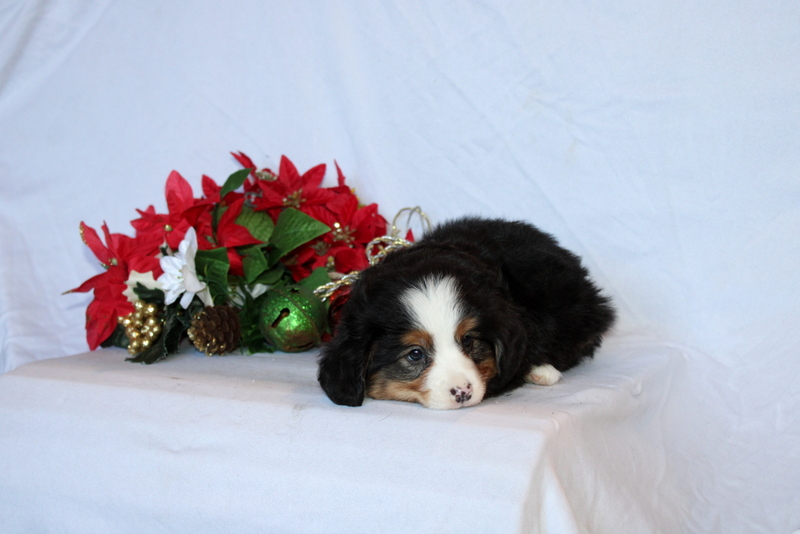 puppy, for, sale, Mini Bernedoodle F2, Matthew B. Stoltzfus, dog, breeder, Gap, PA, dog-breeder, puppy-for-sale, forsale, nearby, find, puppyfind, locator, puppylocator, aca